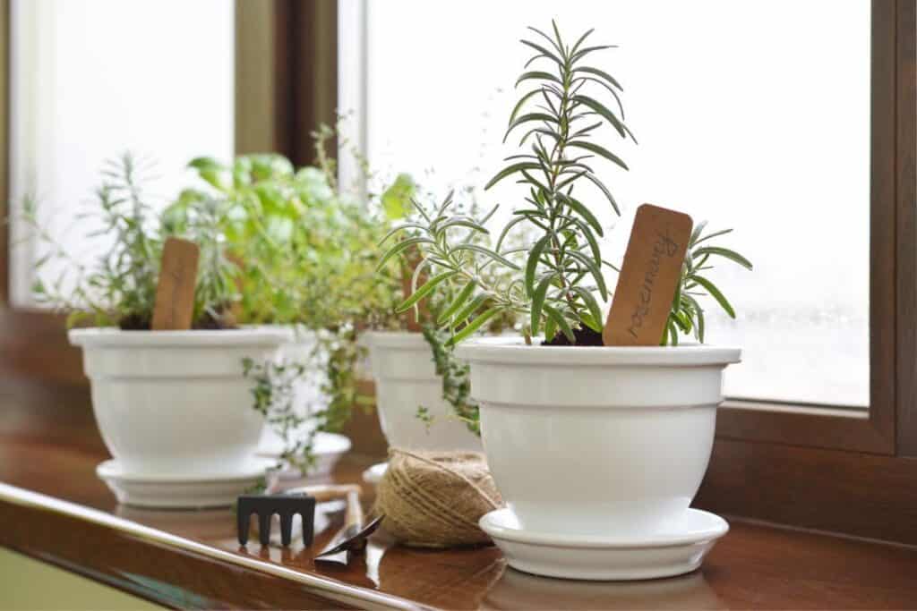 Indoor Herb Garden