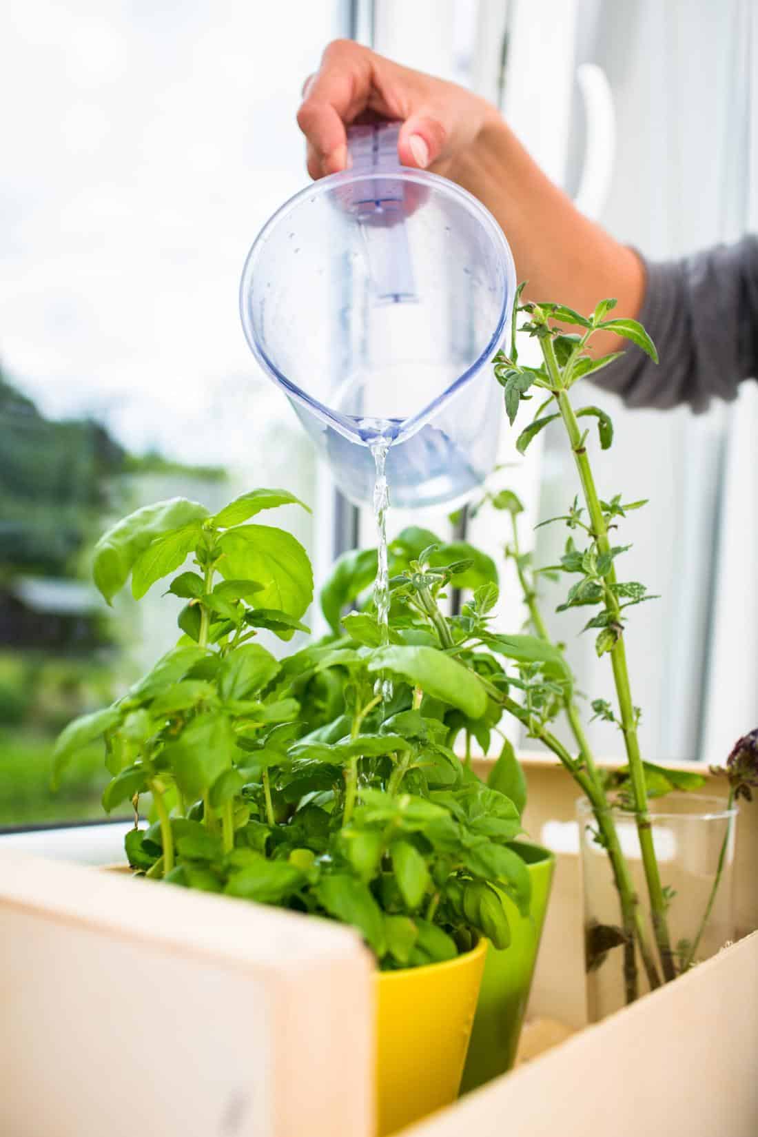Indoor Herb Garden (16 Herbs You Can Grow Indoors)