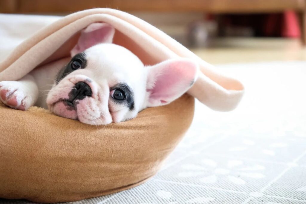 18 Crucial Things to Know When You Bring Home a French Bulldog